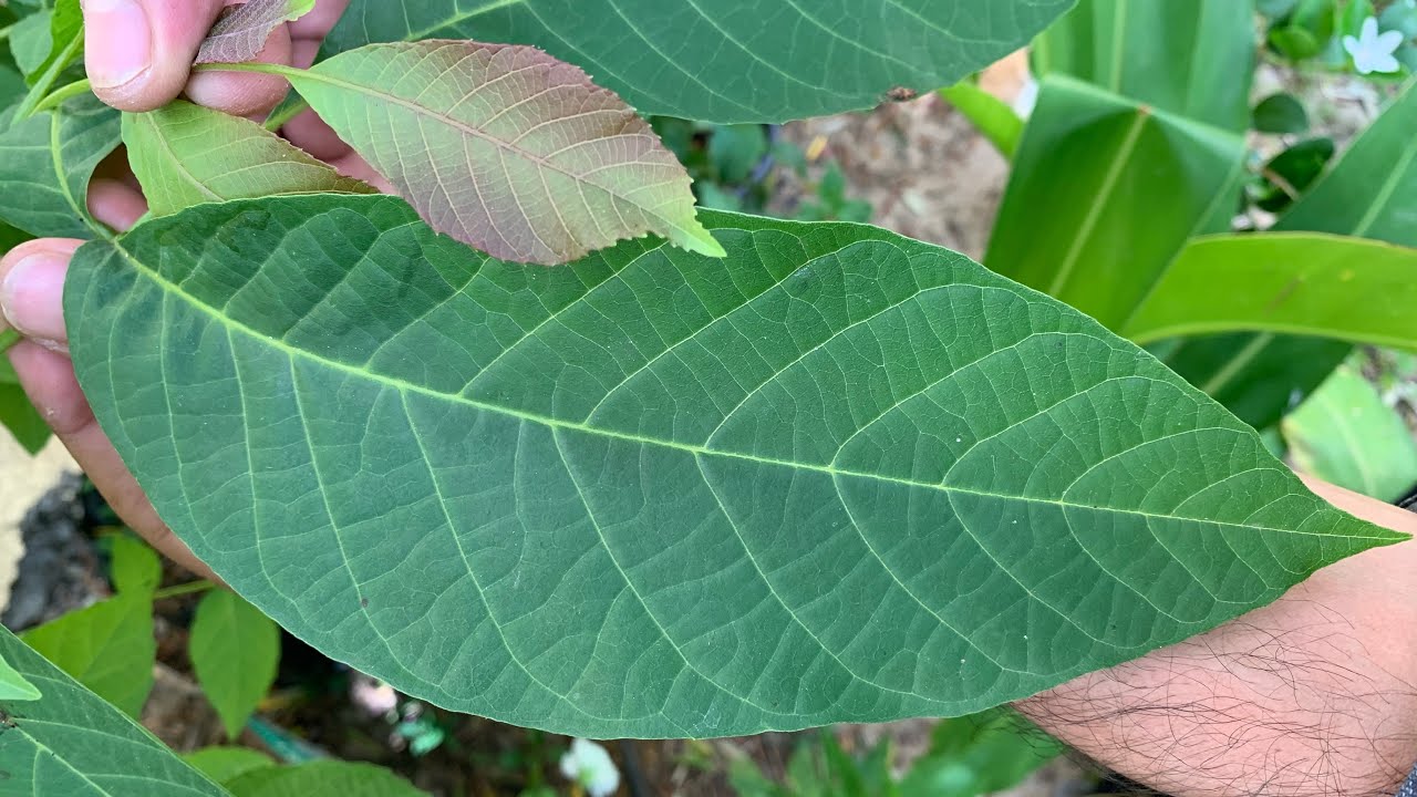 أحصد أوراق شجرة الجوز قبل نهاية الموسم🌿فوائدها ستجعلكم تحصدون الأوراق أكثر من الثمار🌰فوائد عين جمل