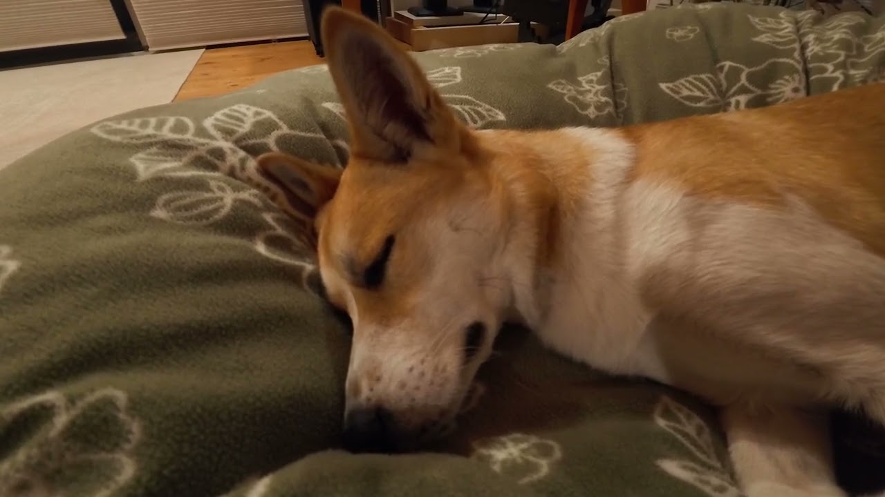 飼い主の布団に埋まってうつらうつらする犬。