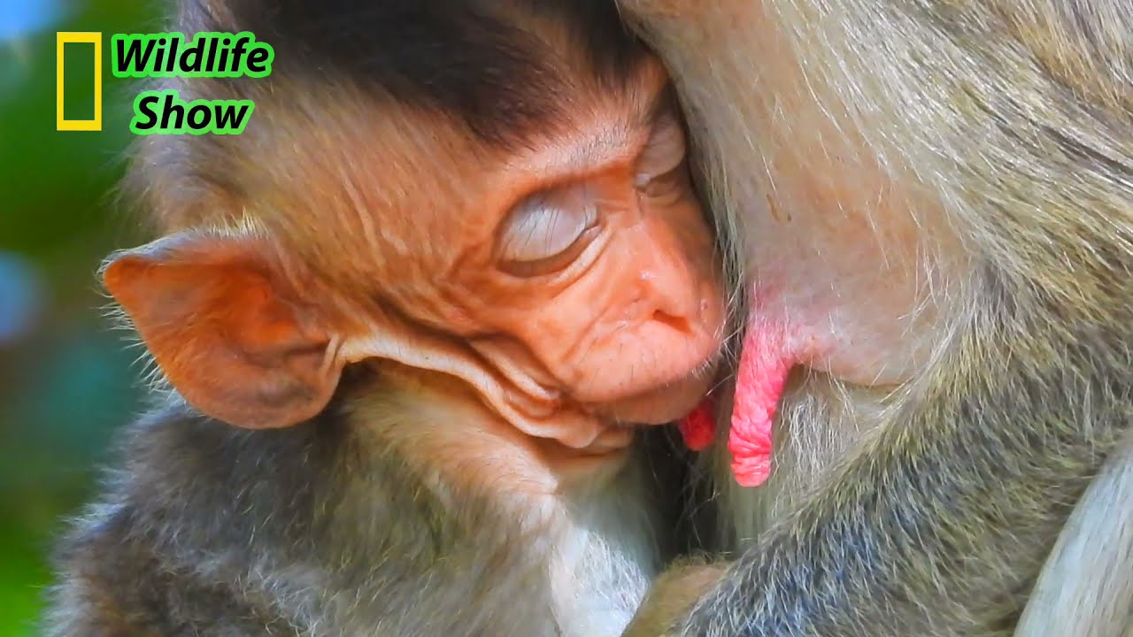 baby Vigo falling sleep when hug mom Vegas drink milk full | Wildlife show