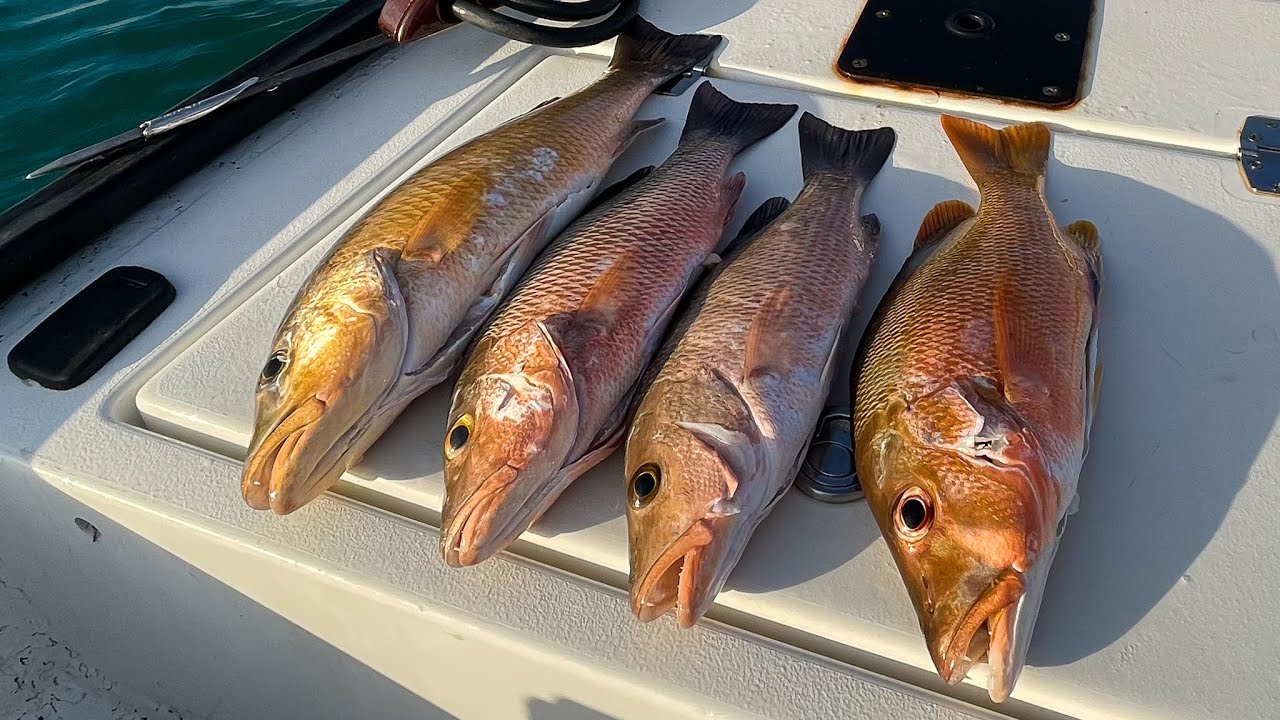 Life By The Ocean | Harvesting And Processing Our Fish For The Week