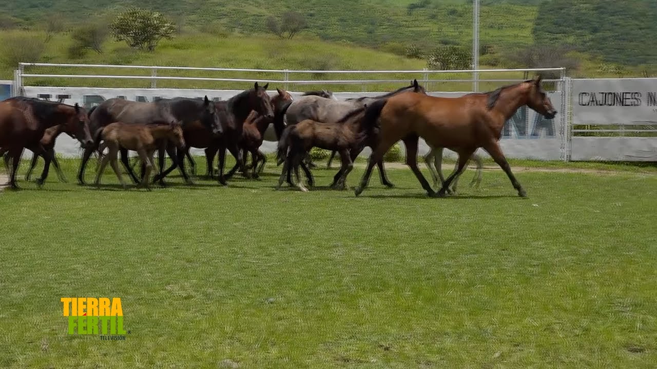 Tierra Fértil Tv- Excelencia y manejo del caballo cuarto de milla (07.09.24)