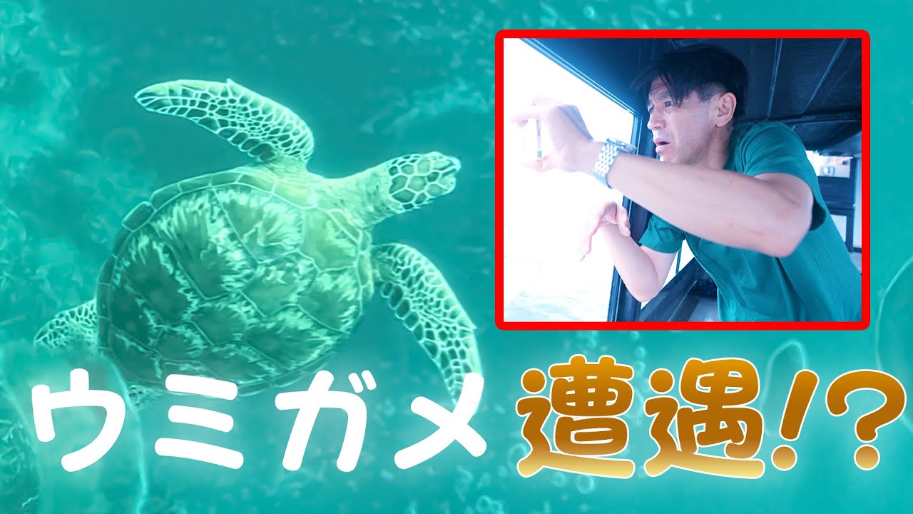 【神回】石垣島でまさかの『ウミガメ』に遭遇！？川平湾のグラスボートを紹介します！！