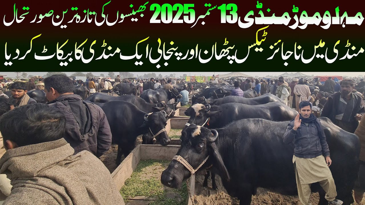 Today Malumor Mandi Jhang 13September 2025 Latest Update| Nili Ravi Buffalo | Buffalo Mandi Pakistan