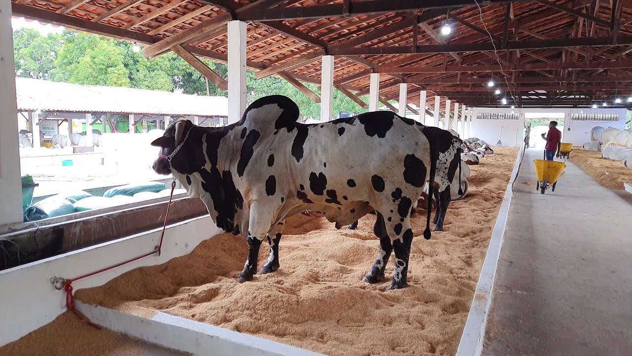 amanhã ,abertura da EXPOAPI 70.Teresina Piauí
