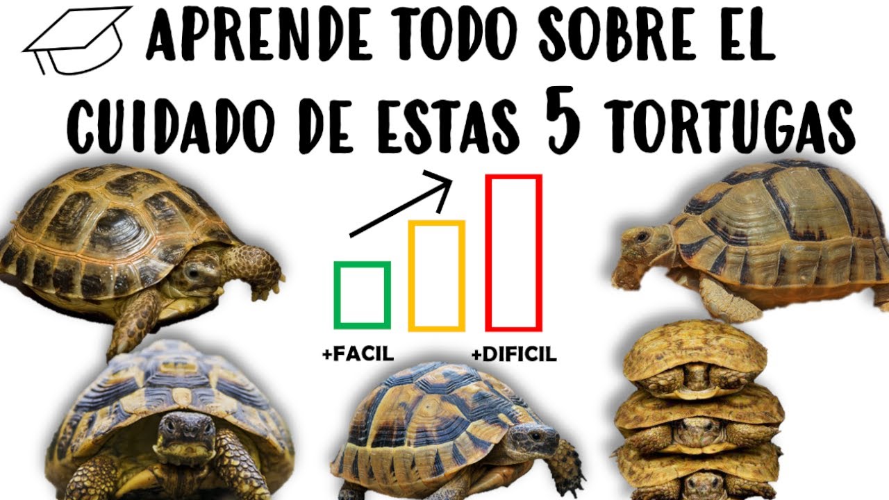 Las 5 Mejores Tortugas Pequeñas para mascotas