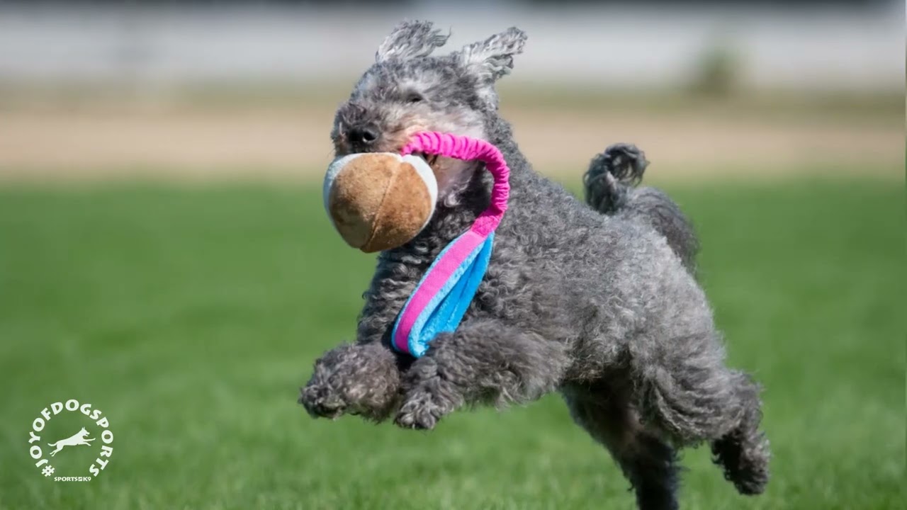 6 top selling toy models of #JoyOfDogSports®