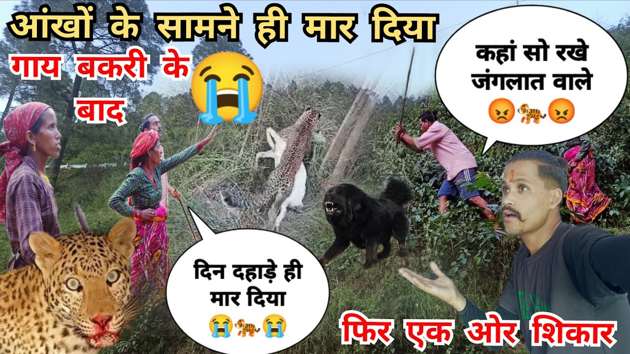 😭 आंखों के सामने मार दिया बाघ ने 🐅 बहुत परेशान हो गए सारे गांव वाले 😡 इतने सारे जानवर मार दिए 😲