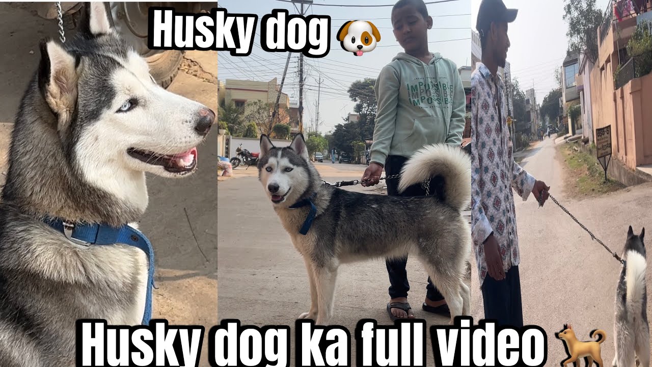 🐕husky dog ka video 🐕
