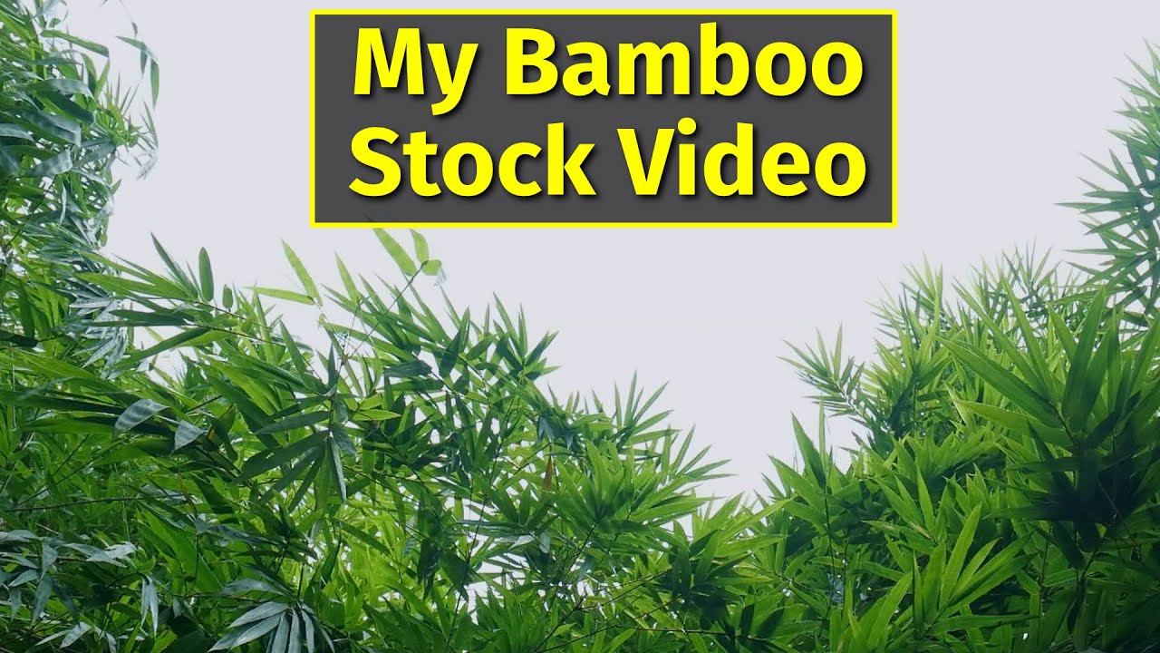 Bamboo Stock Video Clips for Sale