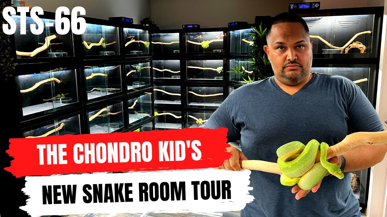 The Chondro Kid's New Snake Room Tour | Green Tree Pythons | Boelens Python | STS-66