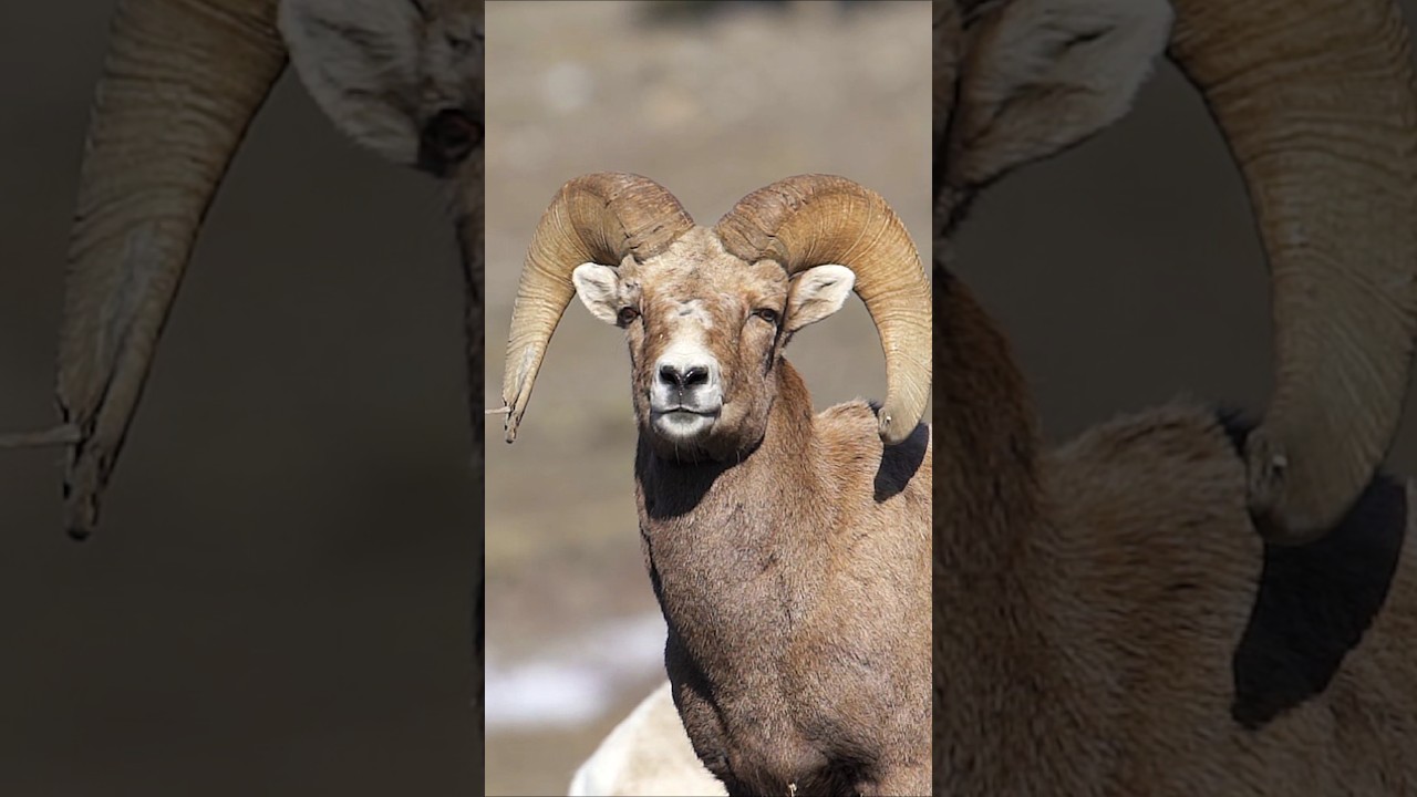 Ram in slow motion. 