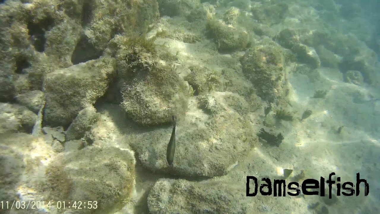 Snorkeling In Labadee Haiti @ Adrenaline Beach Reef!!! Royal Caribbeans Private Stop/Beach 2017