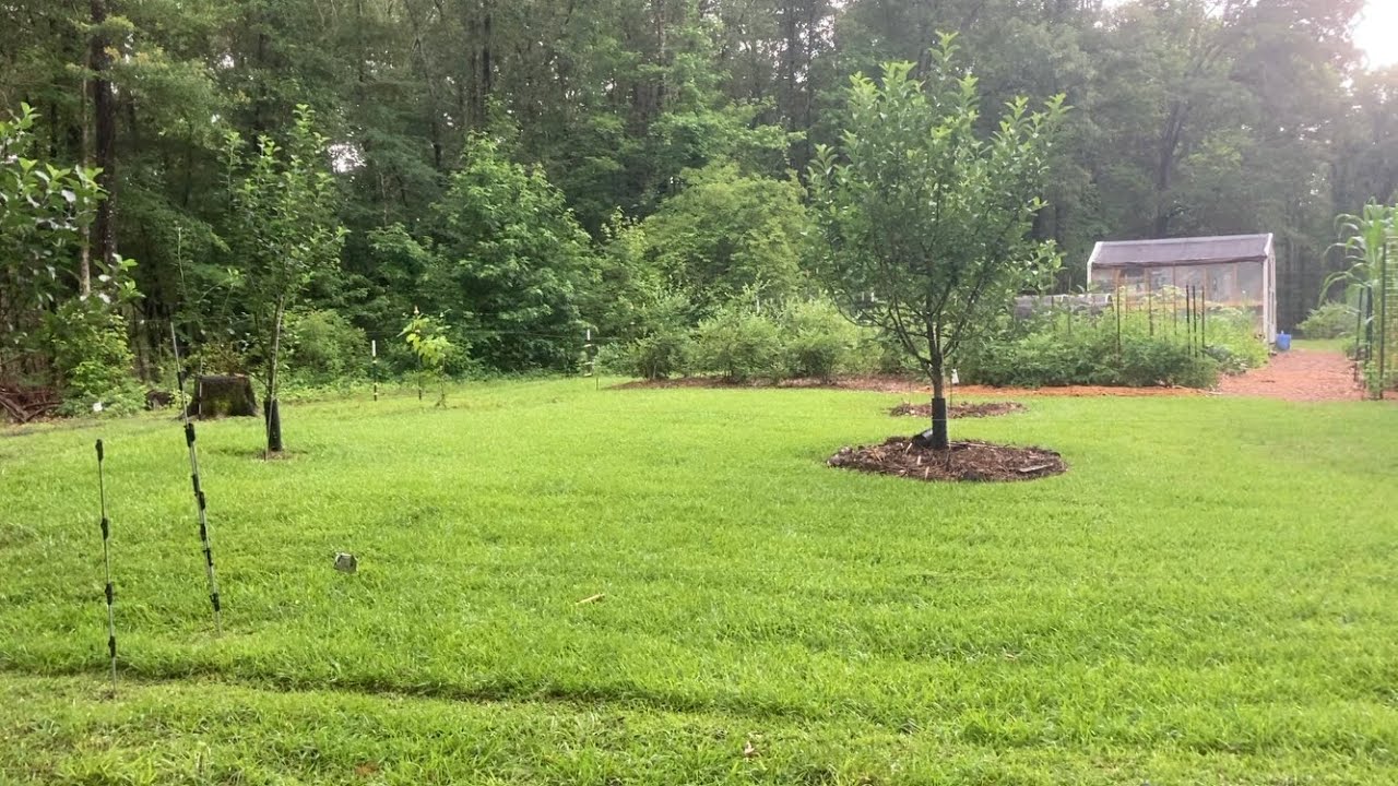 Planting fruit trees - Avocado & Mulberry
