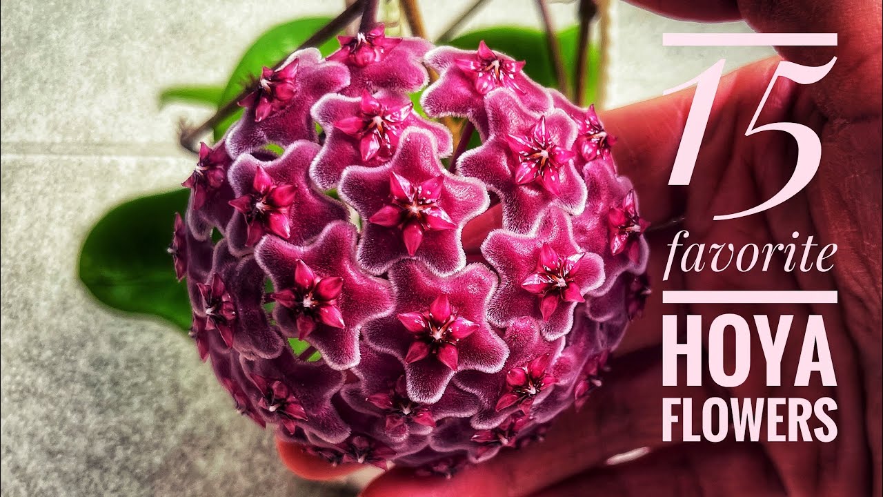 Must see flowers for every Hoya fan! 🌸🥰