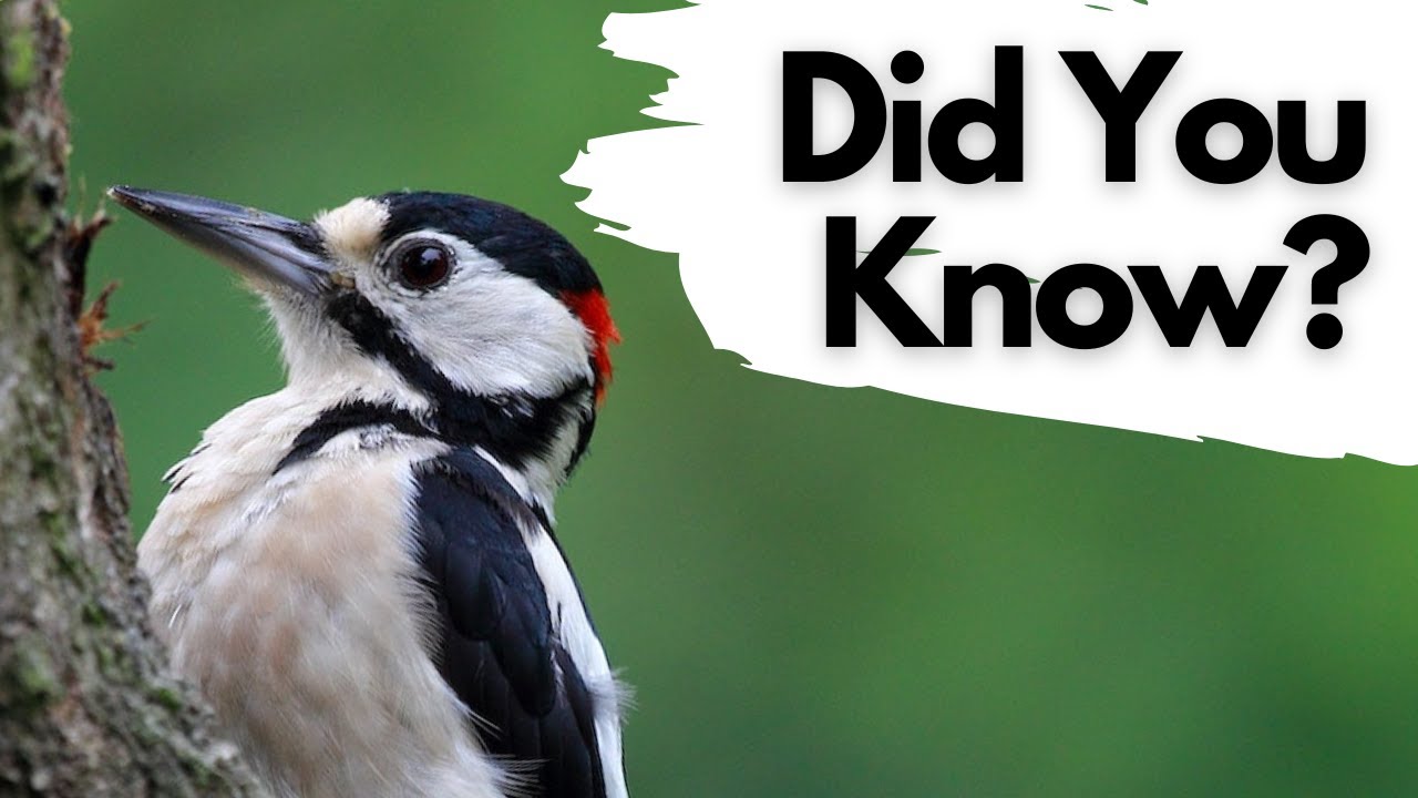 Things you need to know about GREAT SPOTTED WOODPECKERS!