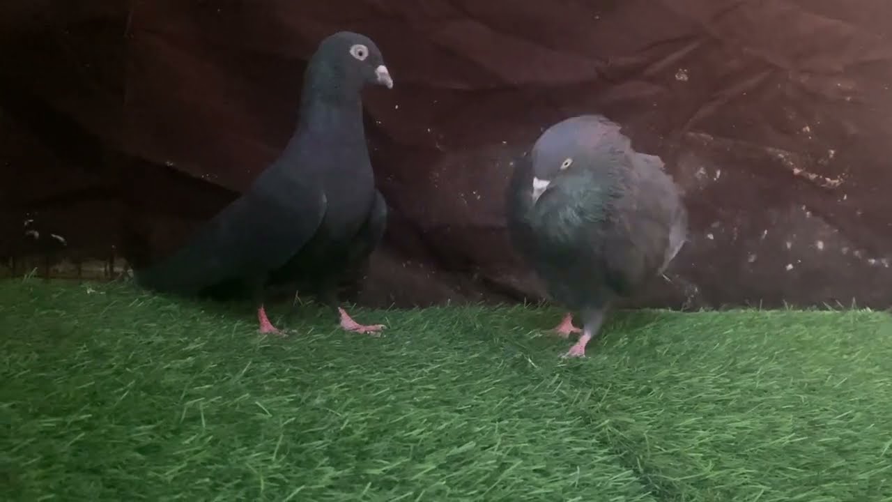 Home breed Pigeons’s Topline mm birds #youtubevideos #pigeon #kabutarandekabdetehain 