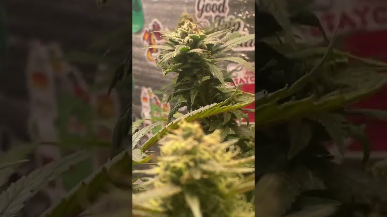 Maconha como plantar colher secar extrais e fumar , em breve