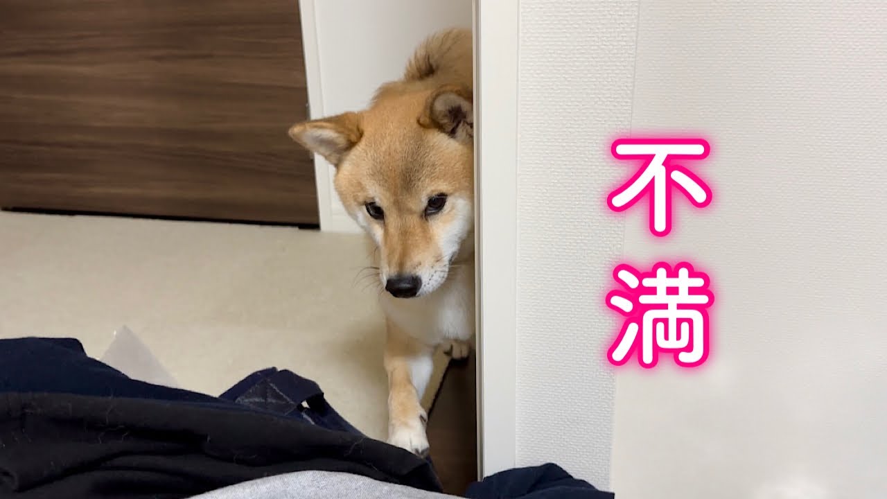 引越し準備中に1人だけ仲間外れみたいになって寂しくて文句を言う柴犬が可愛過ぎた