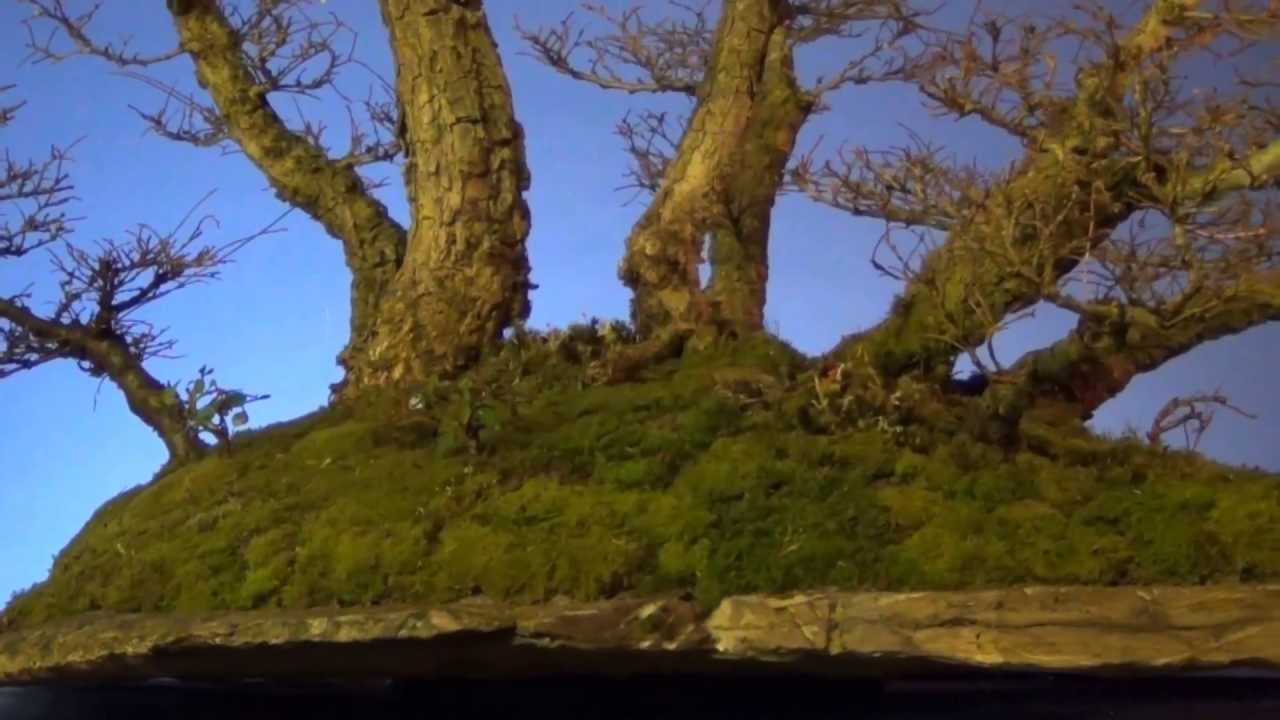 Bonsai - Creation of an Elm Forest 2011 - 2013
