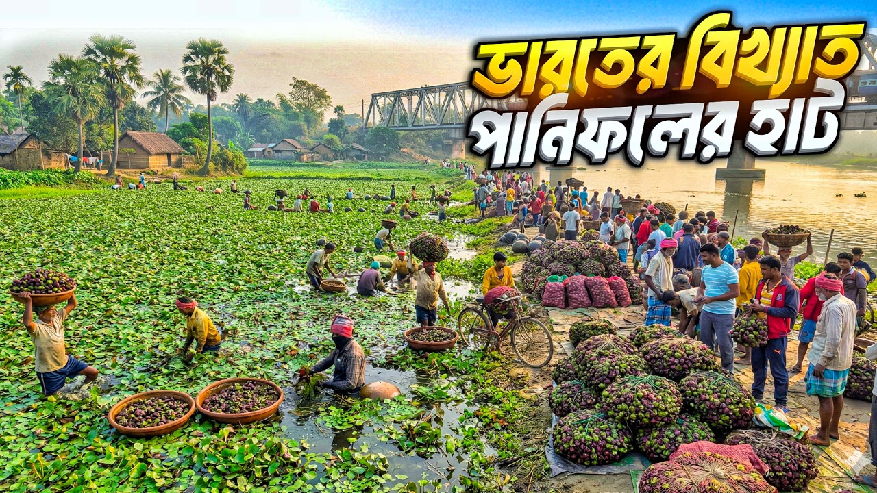 ভারতের বিখ্যাত পানিফলের হাট | I Visited India's LARGEST Water Chestnut Village Market