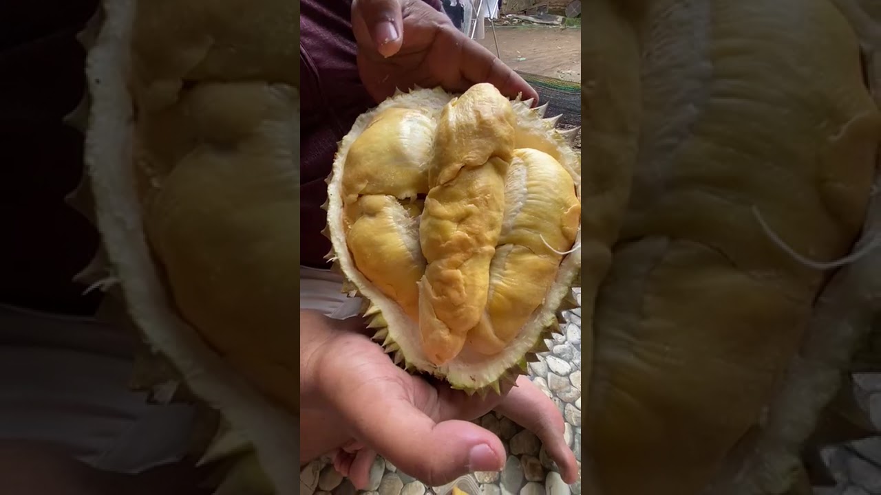 Unboxing buah durian bawor , buahnya mantap pollk