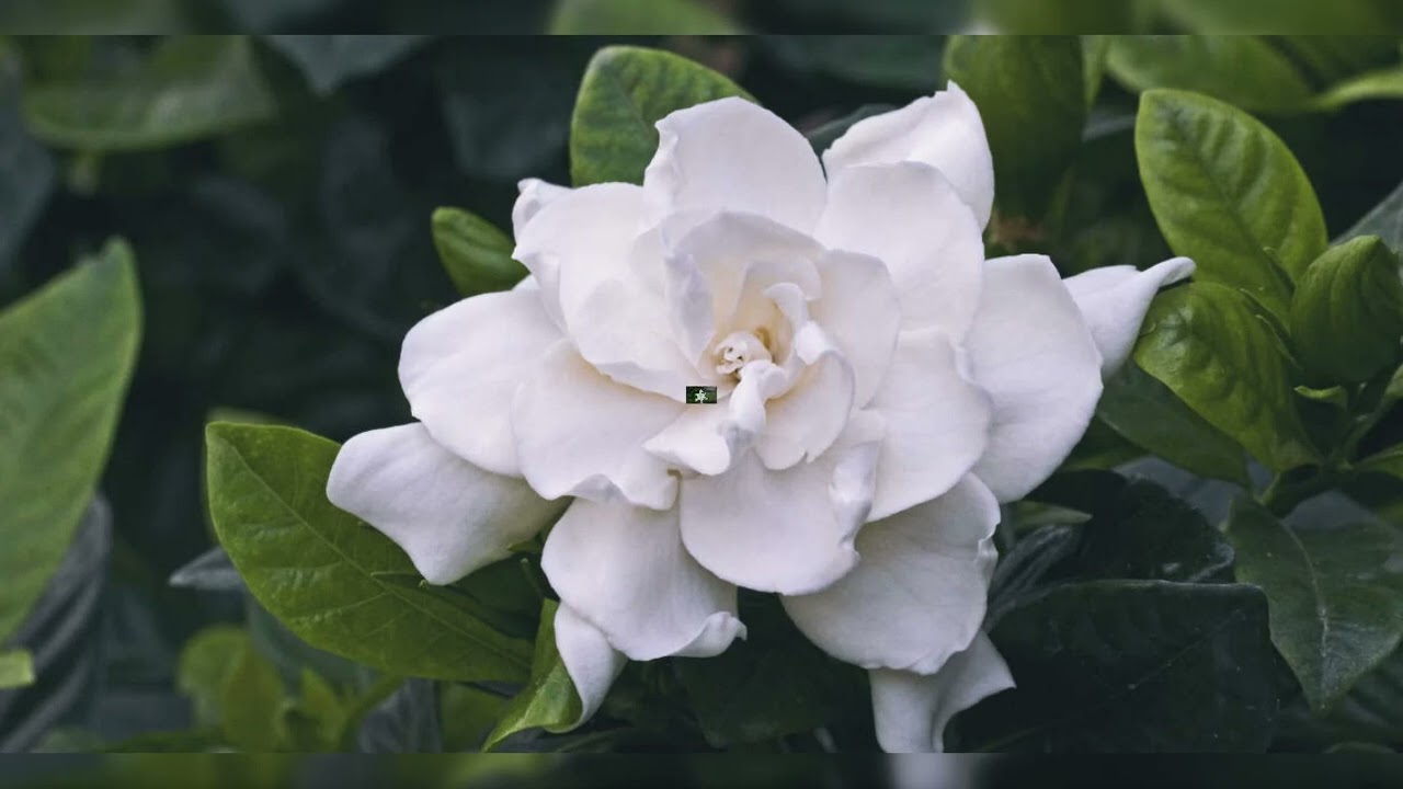 Herbier Numérique Jasmin du Cap  ( Gardenia jasminoides )
