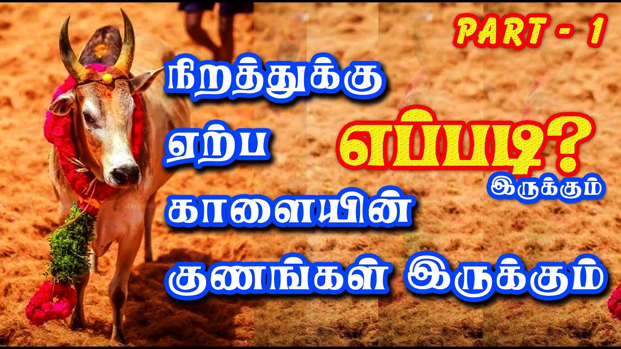 மாடுகளின் நிறத்திற்கு ஏற்ப அதன் குணங்கள் எப்படி இருக்கும் ...  PART - 1 / Tamilan Trending