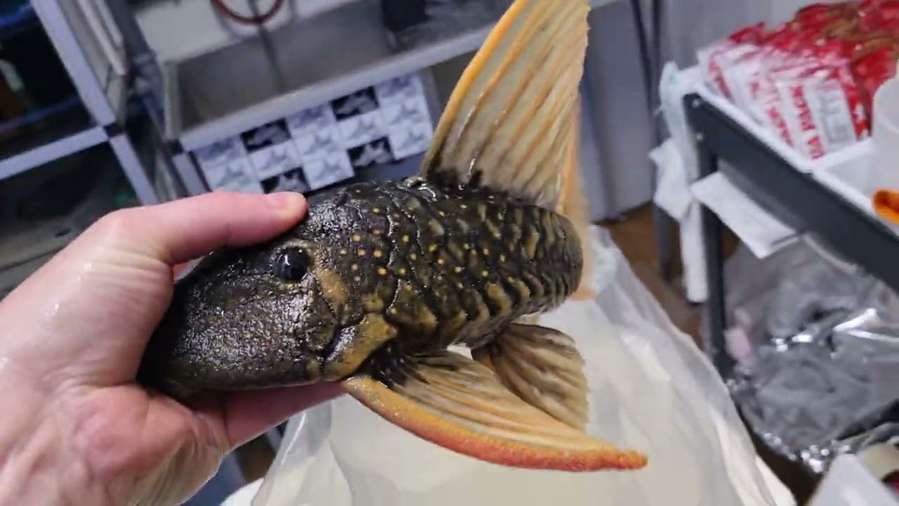 Unboxing hypostomus luteus phase 2 38cm