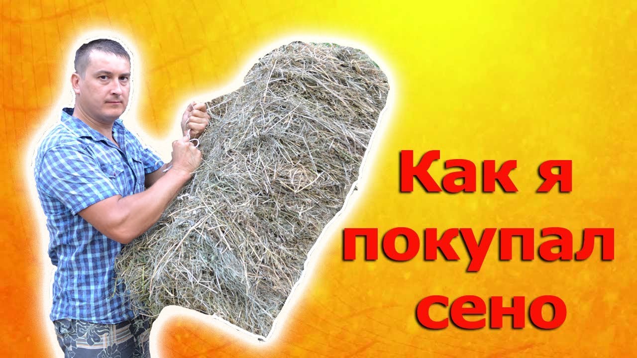 Как я сено покупал.