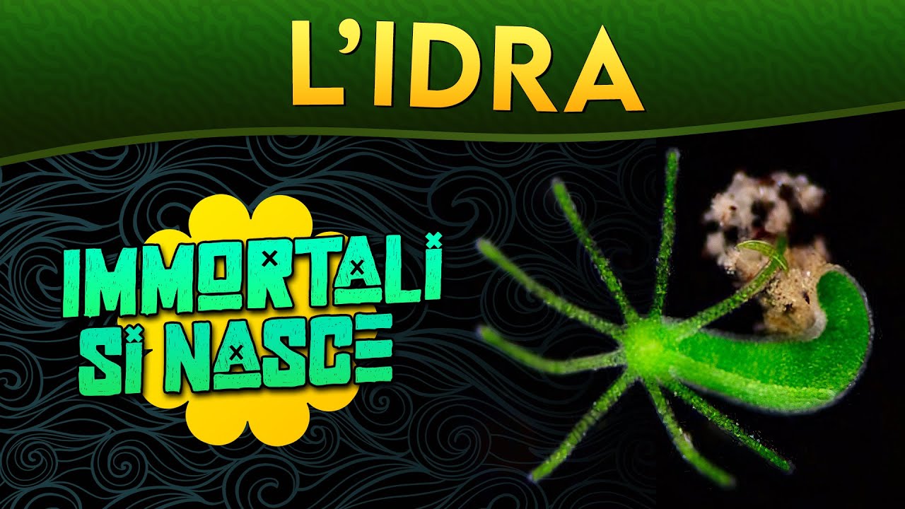 L'Idra: immortali si nasce ► Puntata 183