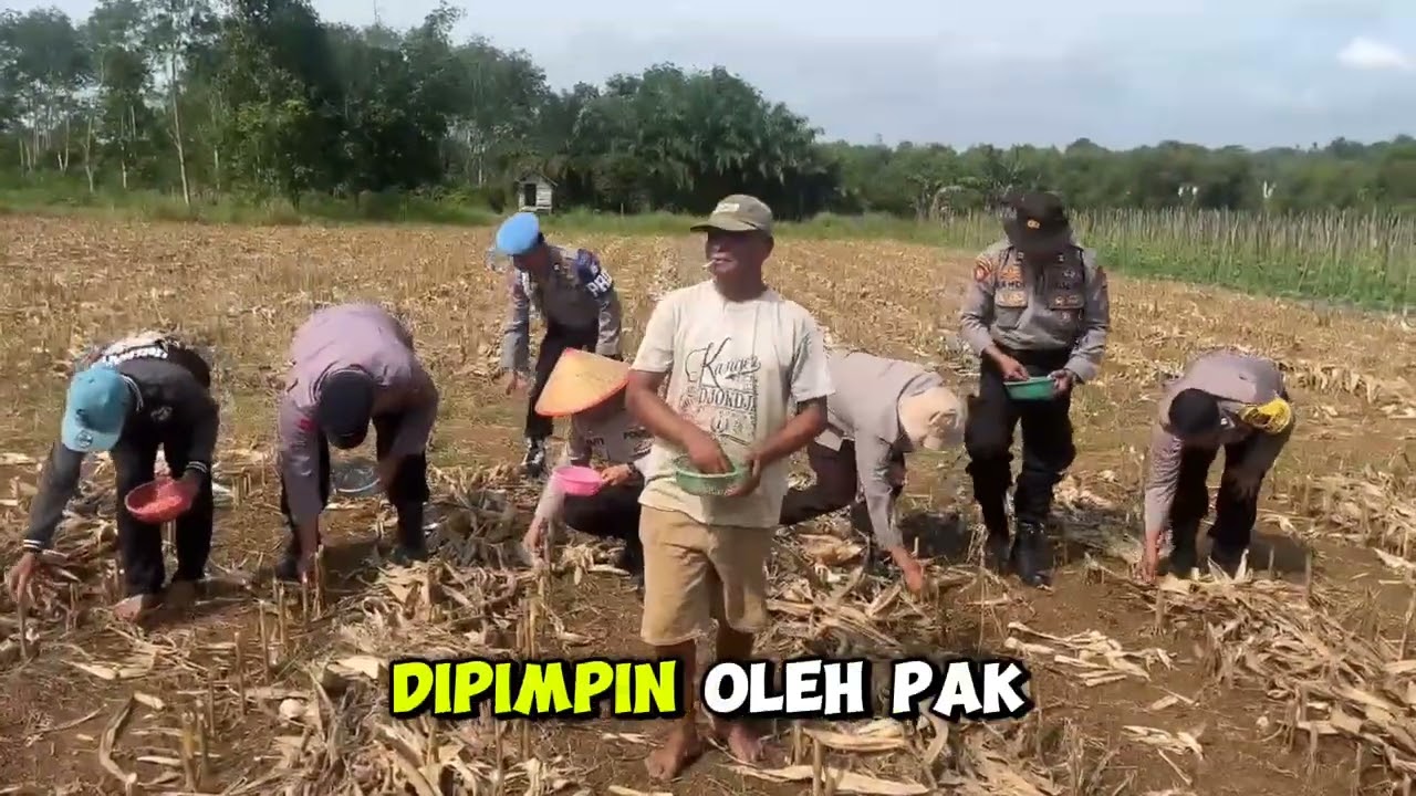 Polsek Martapura bersama Poktan Maju Bersama lakukan penanaman jagung pakan Desa Tungkaran