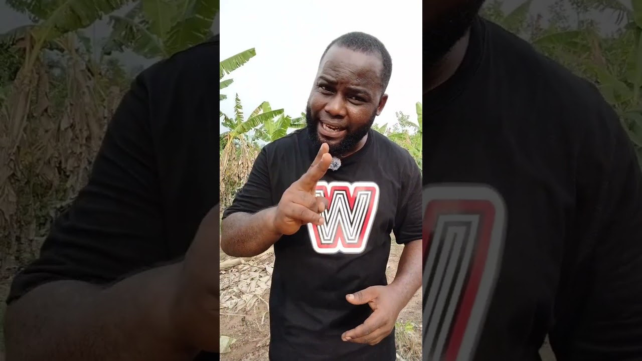 How Much Money Can You Make from 1 Acre Plantain Farming in 1 Year. (Part 3)