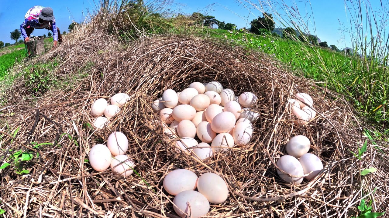 Top amazing, a lot of duck eggs under the grass in rice field