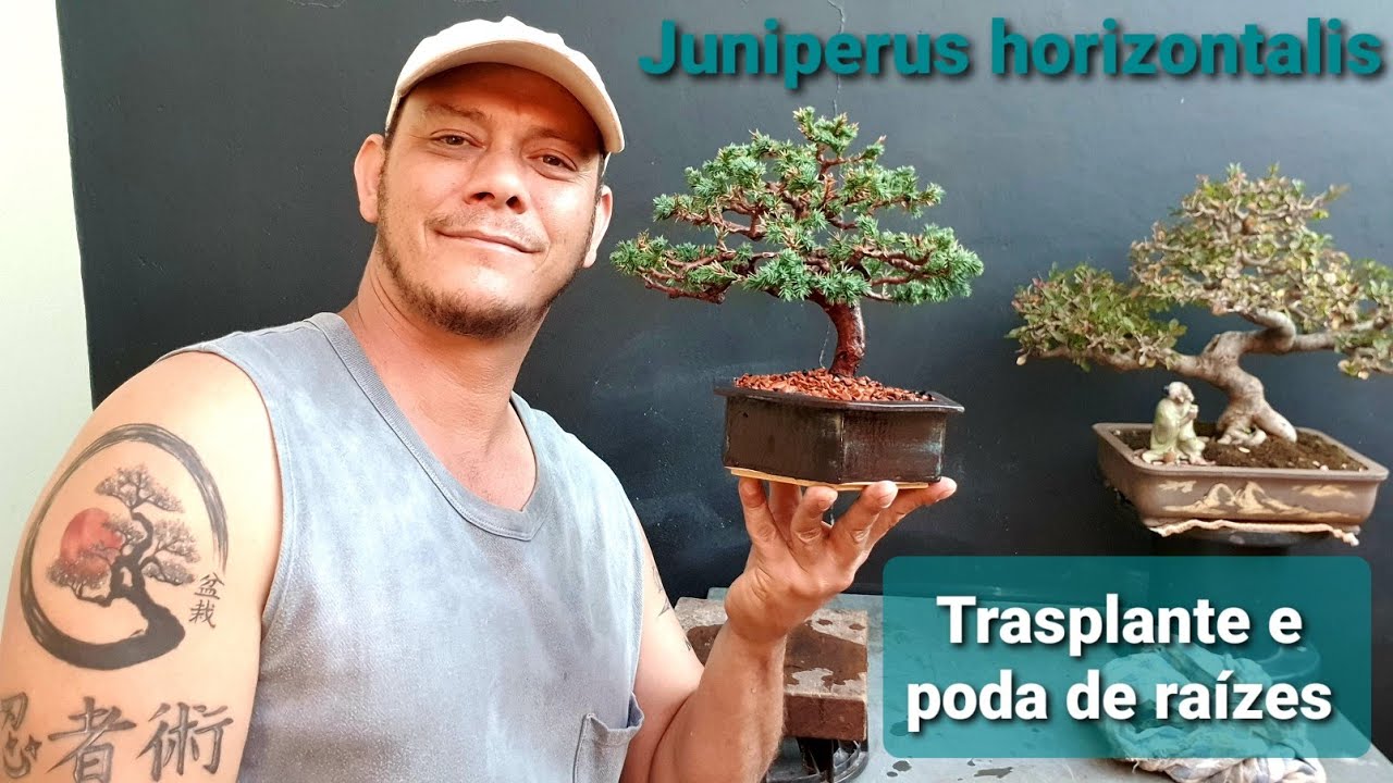 Trasplante - juniperus horizontalis