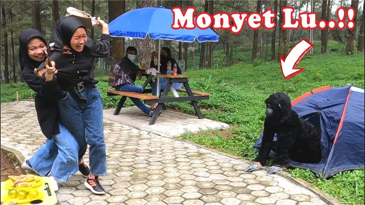 Naughty Monkey .. !! Самая смешная шутка с обезьяной