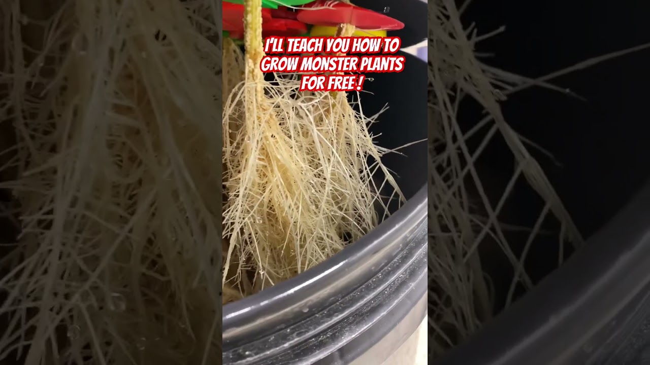 Easy Hydroponic Clones! Get Massive Roots With No Work! #shorts #plants #gardening
