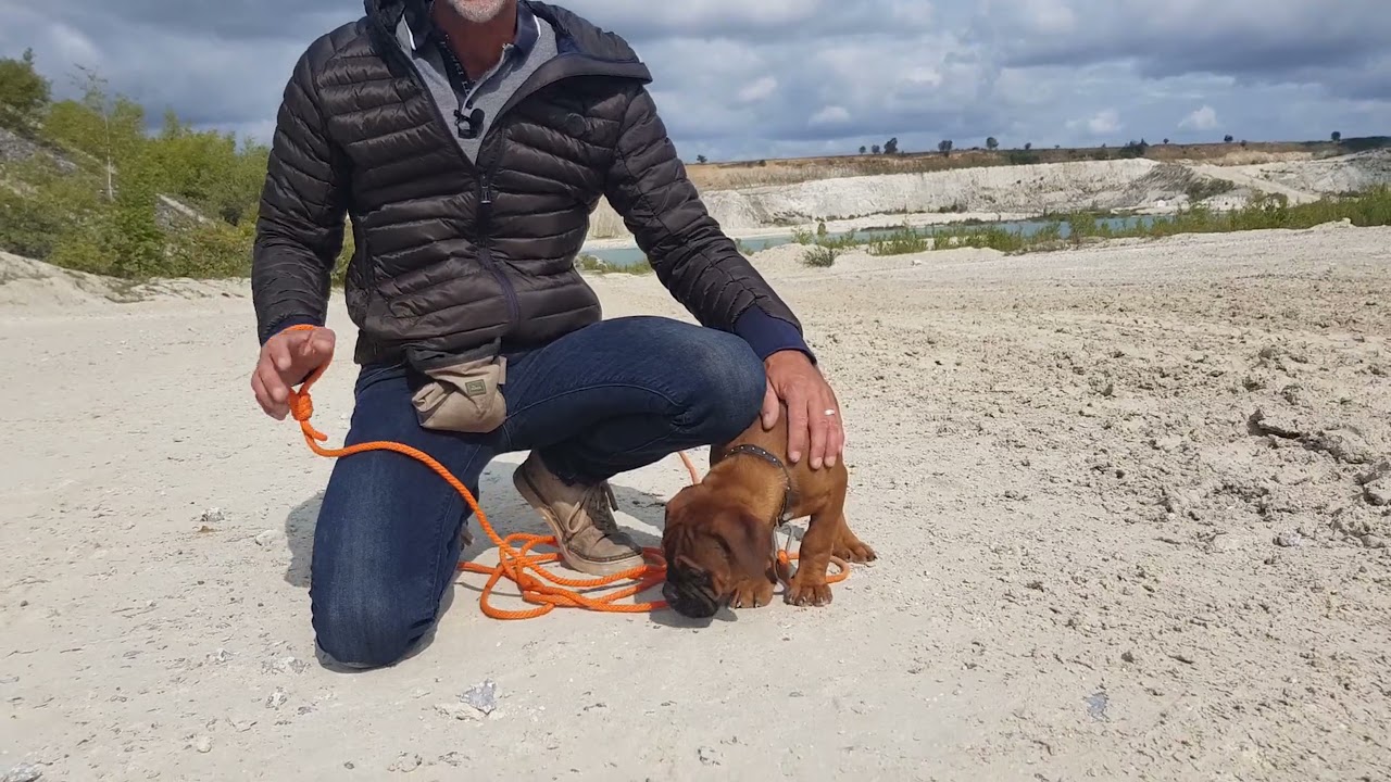 F&oslash;lg efter mig tr&aelig;ning med Wendy - Hundetr&aelig;ning med hundetr&aelig;ner Henrik