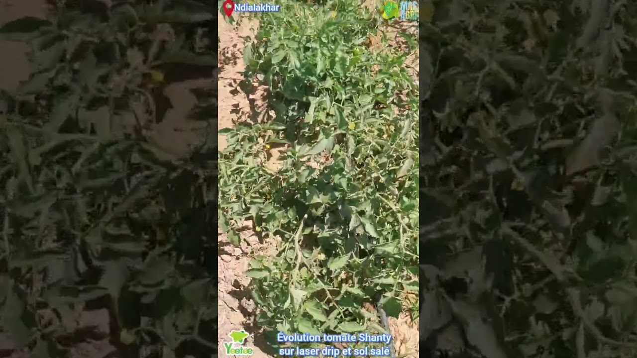 Yeetee/ Évolution tomate Shanty sur laser drip et sol salé#agriculture #sunumbay #tomate #laserdrip