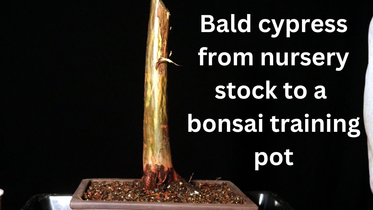 Bald Cypress from nursery stock part 1 Taxodium distichum