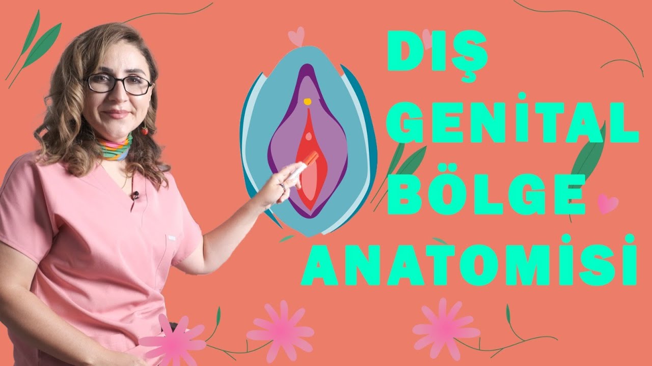 Sizler için Dış Genital Bölge Anatomisini çizdim!