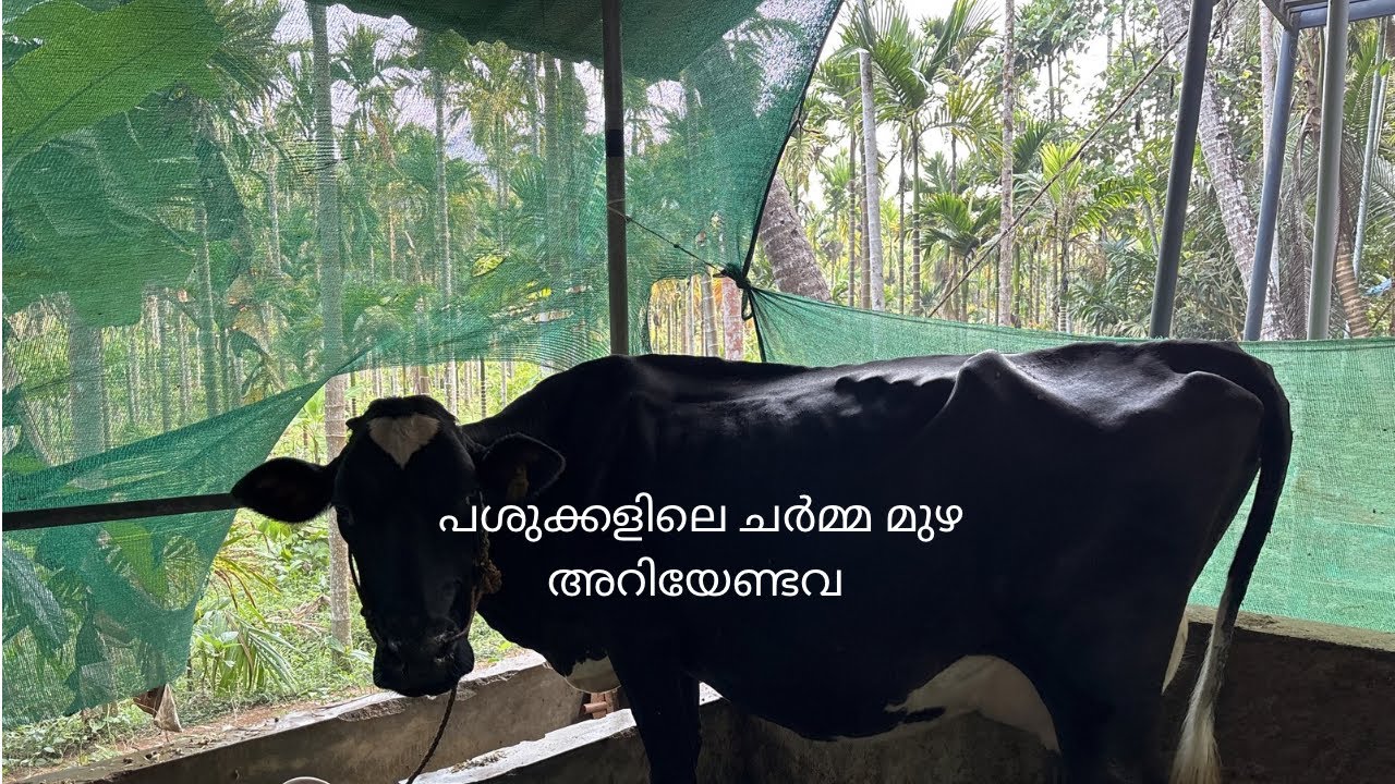 പശുക്കളിലെ ചർമ്മ മുഴ 