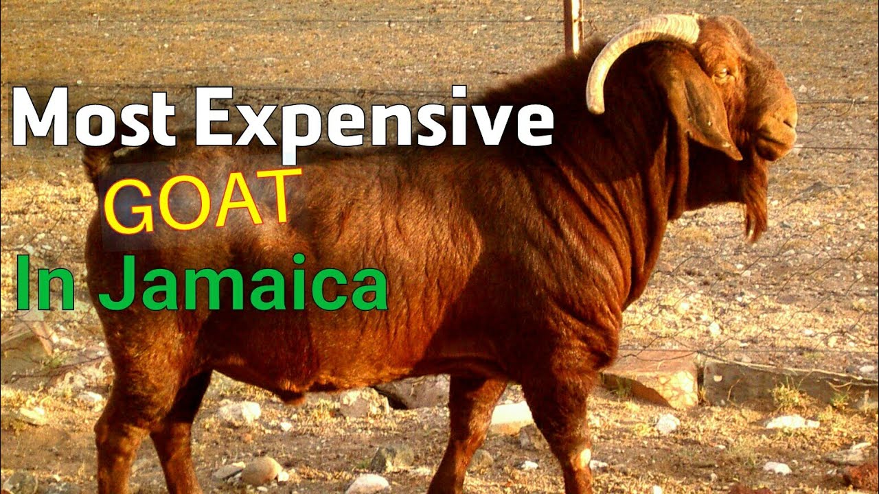 3 million Jamaican dollars for this Goat $$$