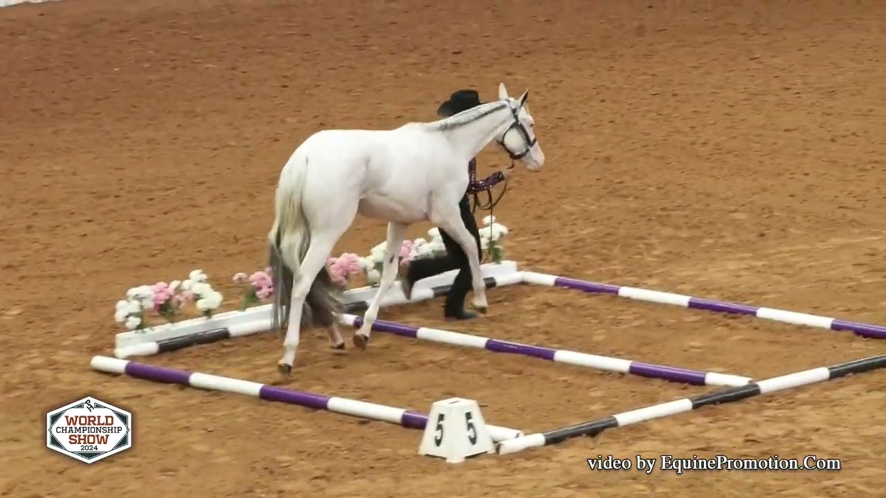 Timeless Devotion - 2024 APHA World Show Youth Futurity InHand Trail #aphaproud #quarterhorse #horse