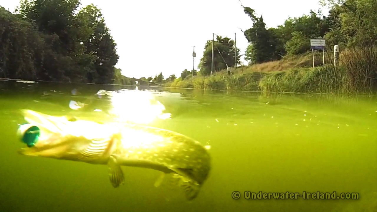 Fish eat Headbanger: pike attack fishing lure.