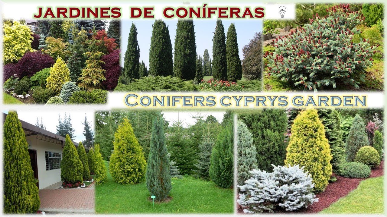Jardines de coniferas 🌲🌲🌲