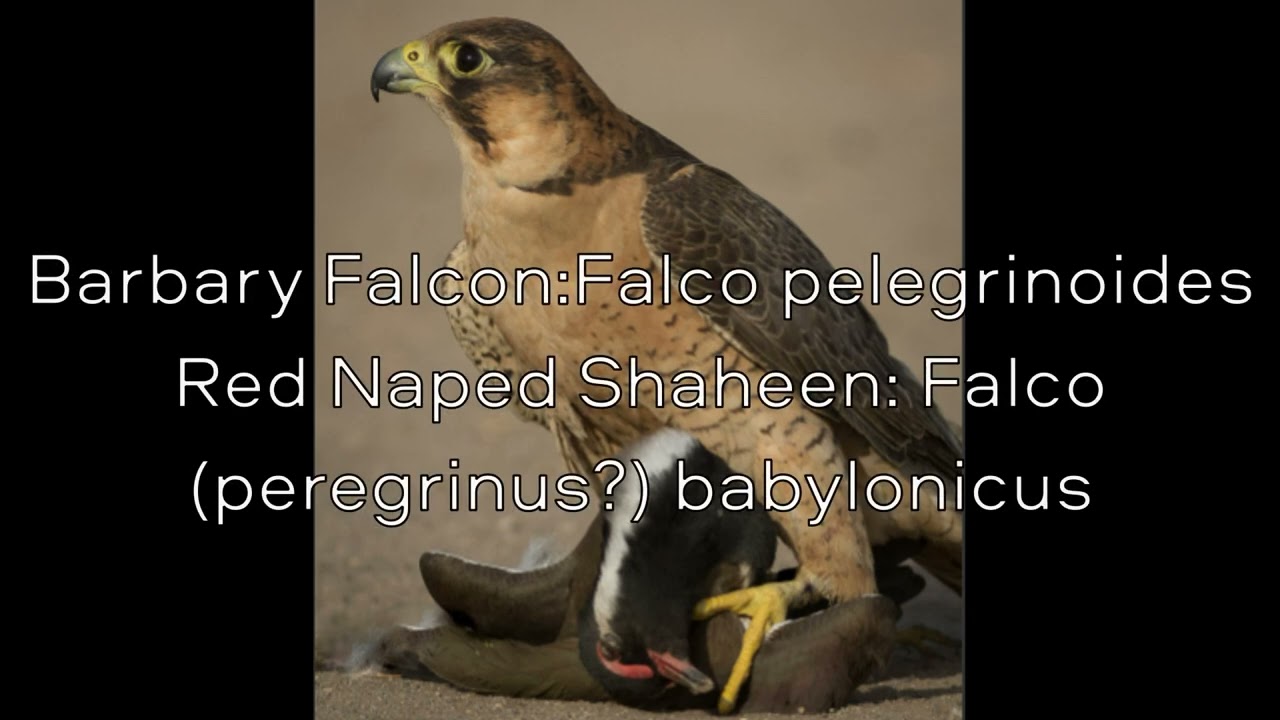 BARBARY FALCON:Facts about a smaller relative of the Peregrine!