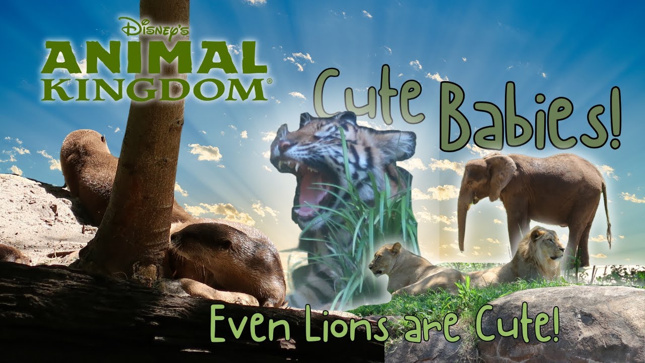 Animal Kingdom's Cute Animals 2025