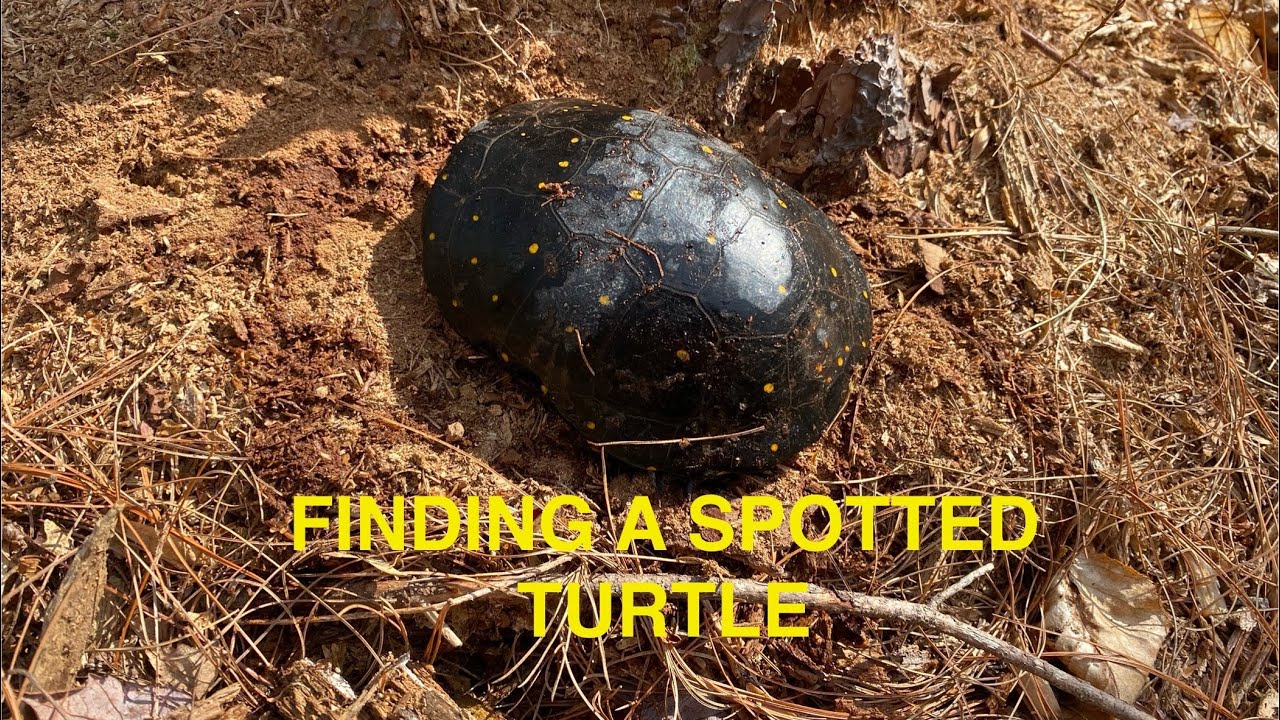 Главные находки в мире герпетологии в 2025 году: обнаружение пятнистой черепахи.