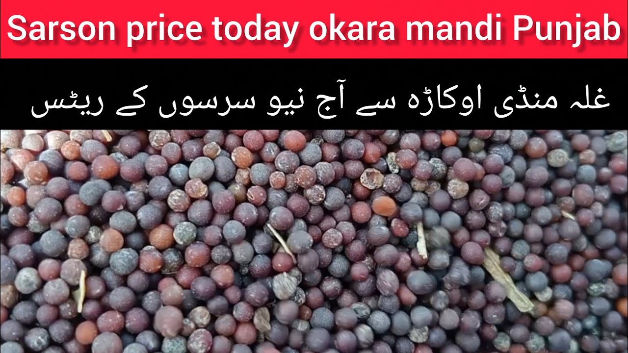 New Sarson price today okara mandi Punjab Pakistan 12.02.2026