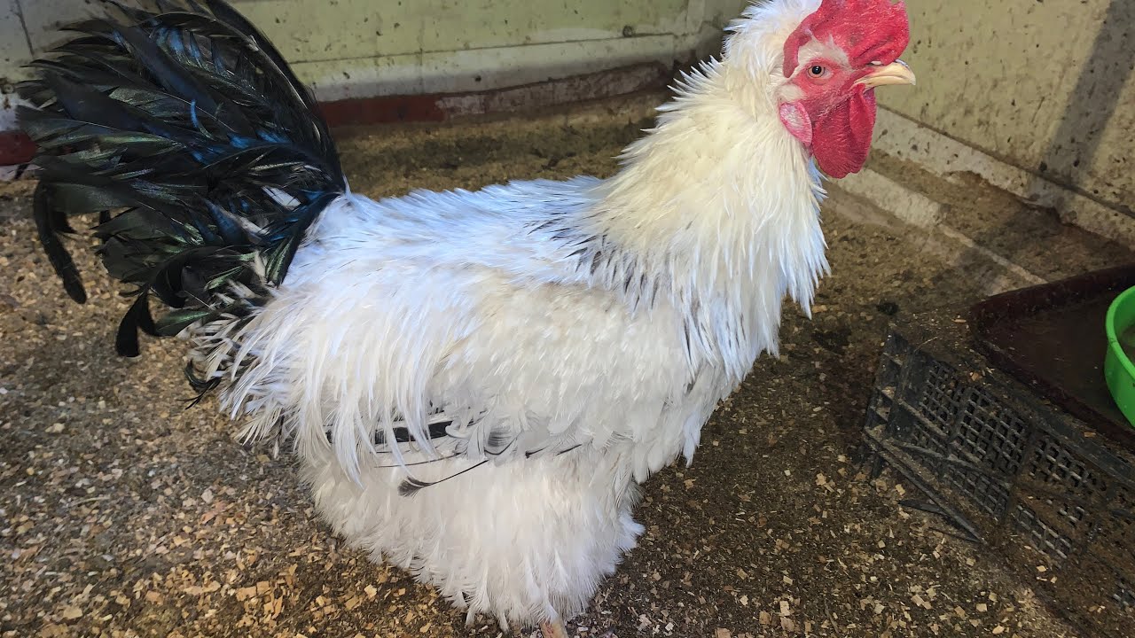 Мешанка(бомбическая😊)🐓🐔🦆купила новый премикс для кур/сколько сегодня яиц⁉️